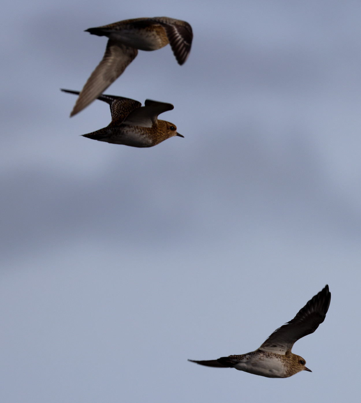 Borb2411231100a.JPG