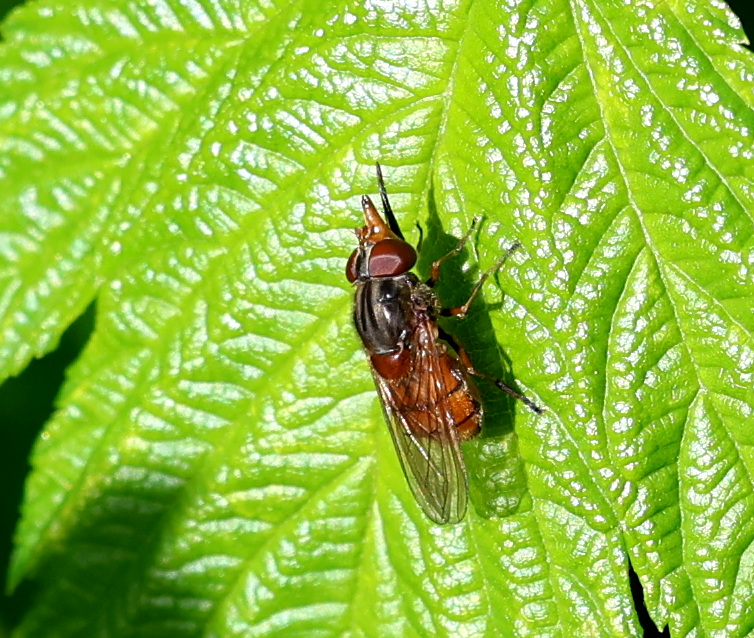 Borb2505051551a.JPG