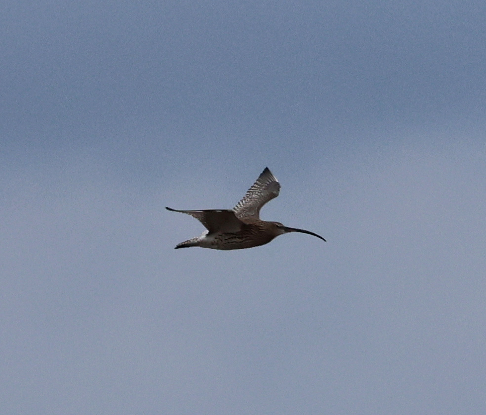 Gedd2504201355a.JPG
