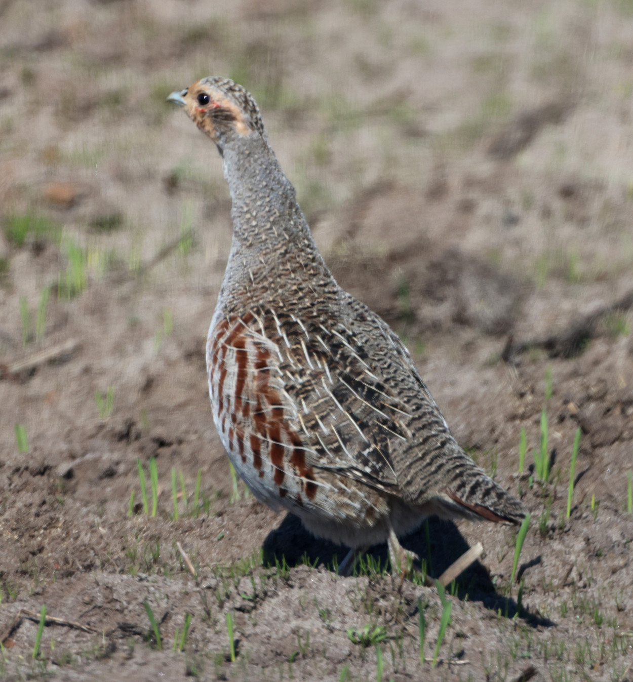 Odbj2504241323b.JPG