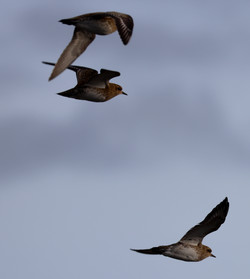 Borb2411231100a.jpg