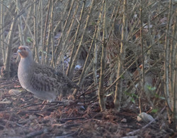 Borb2501071535a.jpg