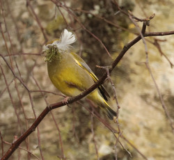 Borb2503270955.jpg