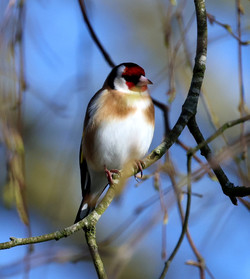 Borb2504071021b.jpg