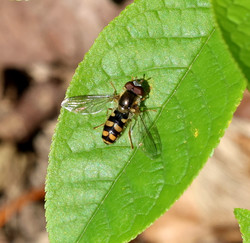 Borb2504261207.jpg