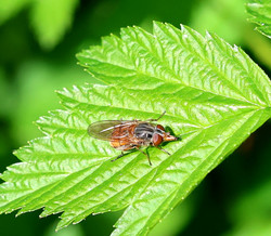 Borb2505051547b.jpg