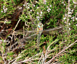Flynd2505141442.jpg