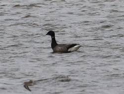 Gedd2411031157.jpg