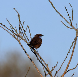Gedd2504021743c.jpg