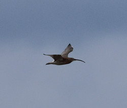 Gedd2504201355a.jpg