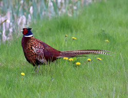 LVildm2505101049a.jpg