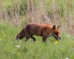 LVildm2505101307c.jpg