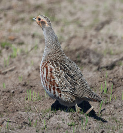 Odbj2504241323b.jpg