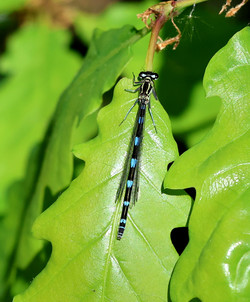 Stoub2505201332.jpg