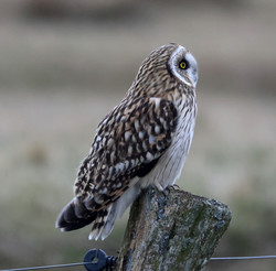 Vaern2502141355a.jpg