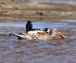 Vaern2505021538.jpg